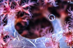 I am not actually saying I had gas, but this beautiful soft coral did manage to capture, in suspension SOMEBODIES gas bubble. Taken in Wakatobi.