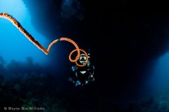 My lovely wife centered on a sea whip. Ambon. © Wayne MacWilliams, All Rights Reserved.
