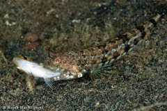 Lizardfish munching on baby jack-damn that has to hurt. Bali. © Wayne MacWilliams, All Rights Reserved.