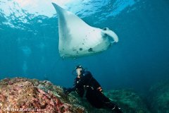 Manta Point was successful. Bali. © Wayne MacWilliams, All Rights Reserved.
