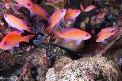 Eel surrounded by companion anthias at cleaning station. Bali. © Wayne MacWilliams, All Rights Reserved.