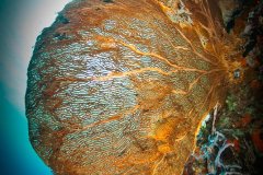 Huge colorful sea fan with sun ball in back drop. Bali. © Wayne MacWilliams, All Rights Reserved.