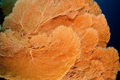 Rich, healthy orange sea fan. Bali. © Wayne MacWilliams, All Rights Reserved.