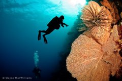 Silhouette of fellow diver and pink/orange sea fan. Bali. © Wayne MacWilliams, All Rights Reserved.