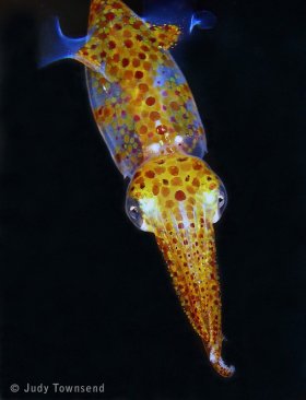 Grass squid, Riviera Beach, FL. © Judy Townsend, All Rights Reserved.