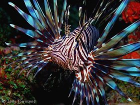 Lionfish, Deerfield Beach, FL. © Judy Townsend, All Rights Reserved.