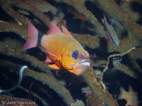 Ring-tail cardinalfish, Bali. © Judy Townsend, All Rights Reserved.