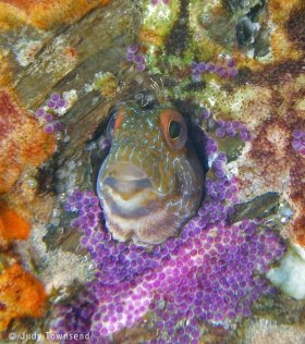 Seaweed blenny with eggs, Riviera Beach, FL. © Judy Townsend, All Rights Reserved.