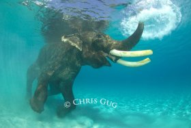 When pigs fly and elephants swim..... © Chris Gug, All Rights Reserved.