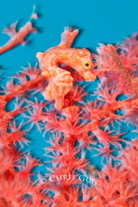 Pygmy seahorse shots all look the same to me, so I made the background blue and added a 3-D pop (using the camera - not Photoshop, of course). © Chris Gug, All Rights Reserved.