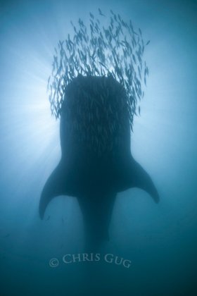 When viz drops to 5', all there is to shoot is silhouetted babies. Here a school of sardines rides its bow. © Chris Gug, All Rights Reserved.
