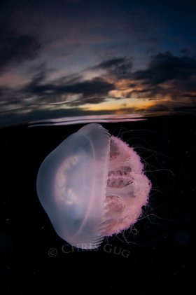 At dusk, thousands of these jellies would rise to the surface, allowing me to use the sunset as the background. © Chris Gug, All Rights Reserved.