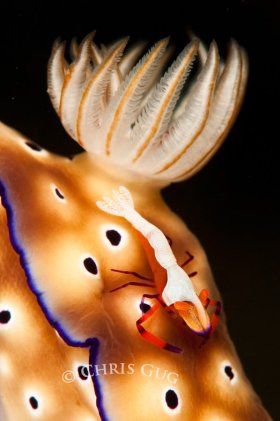 Okay, so I shoot macro once in a blue moon. © Chris Gug, All Rights Reserved.