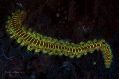 Fluoro Worm