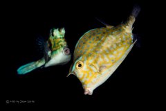 Mating Dance
