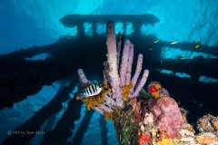 Pier, Bonaire
