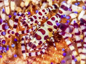 Colemen Shrimp, Olympus E-M1, Nauticam NA-EM1 housing, Olympus 60mm macro, ISO-100, F/7.1, 1/320th, two Inon Z-240 strobes. © Phil Rudin, All Rights Reserved.