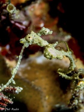 Pygmy Pipehorse, Olympus E-M1, Nauticam NA-EM1 housing, Olympus 60mm macro, ISO-100, F/22, 1/320th, two Inon Z-240 strobes, Saga +5 closeup lens. © Phil Rudin, All Rights Reserved.
