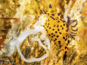 Nudibranch with Eggs, E-M1, Nauticam NA-EM1 housing, Olympus 60mm macro, ISO-100, F/14, 1/320th, two Inon Z-240 strobes. © Phil Rudin, All Rights Reserved.