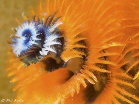 Christmas Tree Worm, Olympus E-M1, Nauticam NA-EM1 housing, Olympus 60mm macro, ISO-100, F/20, 1/320th, two Inon Z-240 strobes, Saga +15 closeup lens. © Phil Rudin, All Rights Reserved.