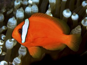 Clown Fish, Olympus E-M1, Nauticam NA-EM1 housing, Olympus 60mm macro, ISO-100, F/13, 1/320th, two Inon Z-240 strobes. © Phil Rudin, All Rights Reserved.