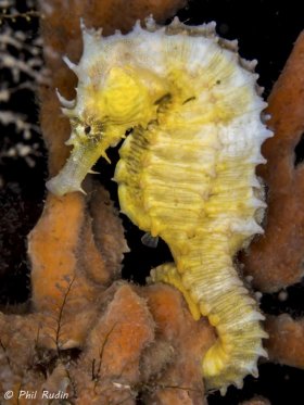 Seahorse, Olympus E-M5, Nauticam NA-EM5 housing, Olympus 60mm macro, ISO-200, F/14, 1/250th, one Inon Z-240 strobes. © Phil Rudin, All Rights Reserved.