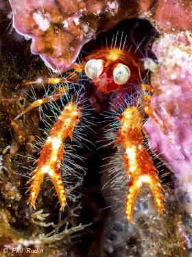 Bug-eyed Squat Lobster, Olympus E-M5, Nauticam NA-EM5 housing, Olympus 60mm macro, ISO-200, F/10, 1/250th, two Inon Z-240 strobes. © Phil Rudin, All Rights Reserved.