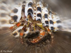 Hermit Crab, Olympus E-M5, Nauticam NA-EM5 housing, Olympus 60mm macro, ISO-200, F/8, 1/250th, one Inon Z-240 strobes, Saga Zoom filter. © Phil Rudin, All Rights Reserved.