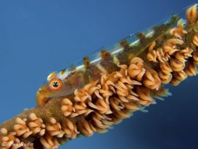 Whip Coral Gobe, Olympus E-M5, Nauticam NA-EM5 housing, Olympus 60mm macro, ISO-200, F/10, 1/50th, one Inon Z-240 strobes. © Phil Rudin, All Rights Reserved.