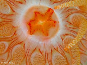 Anemone mouth, Alaska. © Phil Rudin, All Rights Reserved.