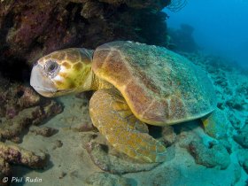 Loggerhead Turtle, Boynton Beach, Florida. © Phil Rudin, All Rights Reserved.