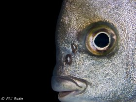 Atlantic Spadefish, Boynton Beach, Florida. © Phil Rudin, All Rights Reserved.