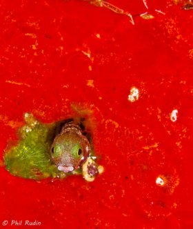 Goby in Blood-Red sponge. Cozumel Mexico. © Phil Rudin, All Rights Reserved.