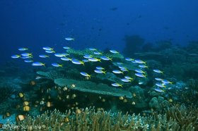 Blue and yellow fusiliers (Caesio teres) and reticulated dascyllus (Dascyllus reticulates), Milne Bay, Papua New Guinea. © Mike Schmale, All Rights Reserved.