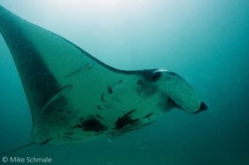 Manta ray (Manata birostris) in the China Straights, Milne Bay, Papua New Guinea. © Mike Schmale, All Rights Reserved.