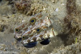 A pair of signal gobies (Signigobius biocellatus) displaying in front of their burrow, Milne Bay, Papua New Guinea. © Mike Schmale, All Rights Reserved.