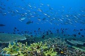 Schools of fusiliers and Damselfish cross the reef, Tufi, Papua New Guinea. © Mike Schmale, All Rights Reserved.