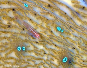 A pygmy or dwarf goby resting amidst the many blue eyes of the mantle of a giant clam, Raja Ampat Islands, Irian Jaya, Indonesia. © Mike Schmale, All Rights Reserved.
