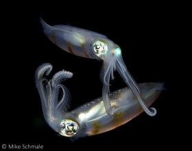 A pair of bigfin reef squid (Sepioteuthis lessoniana) at night, Tulamben, Bali, Indonesia. © Mike Schmale, All Rights Reserved.