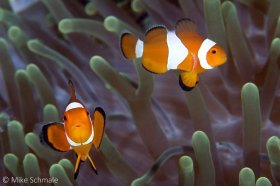 A pair of false clown anemonefish (Amphiprion ocellaris) in a host anemone, Raja Ampat Islands, Irian Jaya, Indonesia. © Mike Schmale, All Rights Reserved.