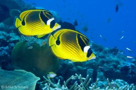Pair of raccoon butterflyfish (Chaetodon lunula) swim together over the reef, Milne Bay, Papua New Guinea. © Mike Schmale, All Rights Reserved.