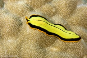 Racing stripe flatworm (Psuedoceros dimidatus) crawling over Porites coral (Porites solida), Milne Bay, Papua New Guinea. © Mike Schmale, All Rights Reserved.