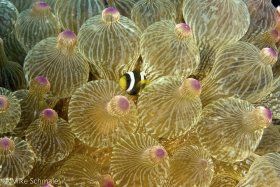 A juvenile Clark’s anemonefish (Amphiprion clarkii) poking its head out from deep within the Christmas ornament-like tentacles of a bulb tentacle anemone (Entacmaea quadricolor) in the Komodo Islands, Indonesia. © Michael Schmale, All Rights Reserved.