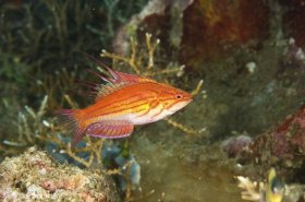 Male Flasher wrasse (Paracheilinus sp.) displaying for the girls on a reef in the Komodo Islands. © Michael Schmale, All Rights Reserved.