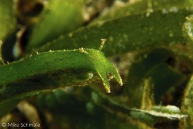 Unidentified green nudibranch perched on the tip of a grass blade in a seagrass bed in Ambon. © Michael Schmale, All Rights Reserved.
