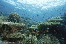 A reef vista in Komodo featuring layers of hard and soft corals surrounded by clouds of damselfish and anthias. © Michael Schmale, All Rights Reserved.