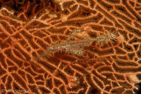 An adult and a juvenile (look closely!) ornate ghost pipefish (Solenostomus paradoxus) hovering in front of a sea fan in Ambon. © Michael Schmale, All Rights Reserved.