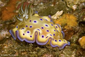 A brilliant Chromodorid nudibranch (Chromodoris kuniei) crawling across a mat of algae and hydroids in Komodo. © Michael Schmale, All Rights Reserved.