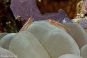 A pair of stonycoral ghostgobies (Pleurosicya micheli) have a chat on top of a bubble coral. © Michael Schmale, All Rights Reserved.