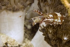 A juvenile cuttlefish eating a small shrimp amidst soft corals in Komodo. © Michael Schmale, All Rights Reserved.